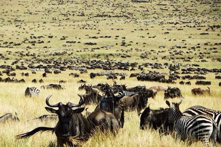Private 6-Day Wildebeest Migration Safari + Hazdabe Lake Eyasi