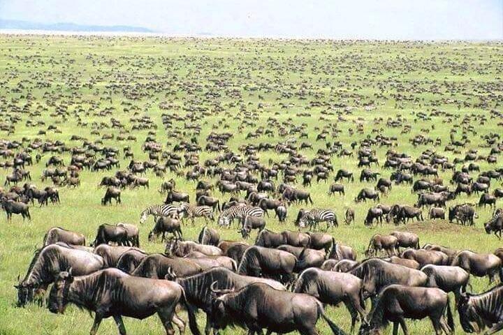5-Day Norther Tanzania Luxury Safari