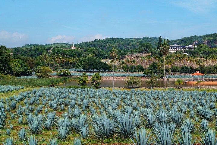 Guachimontones Archaeological Site & Tequila Town PRIVATE TOUR