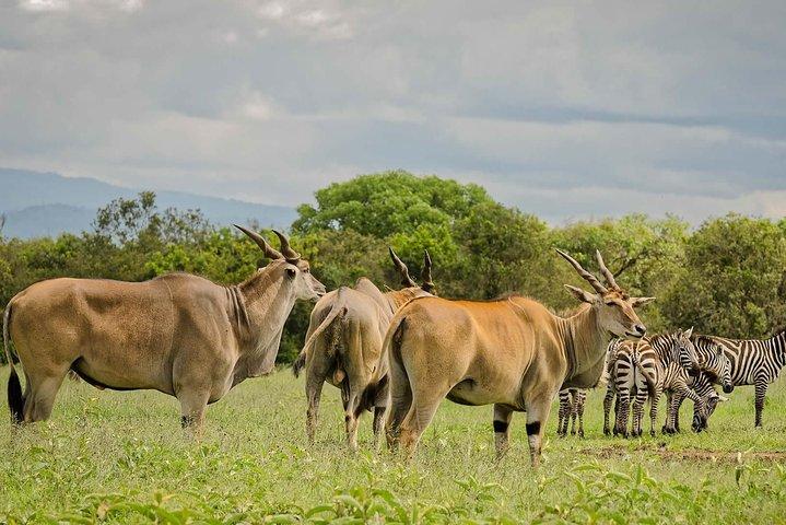 2-Day Aberdares National Park Safari