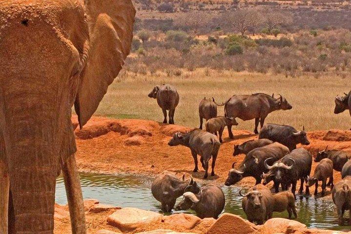 Amboseli National Park 3-Day Safari