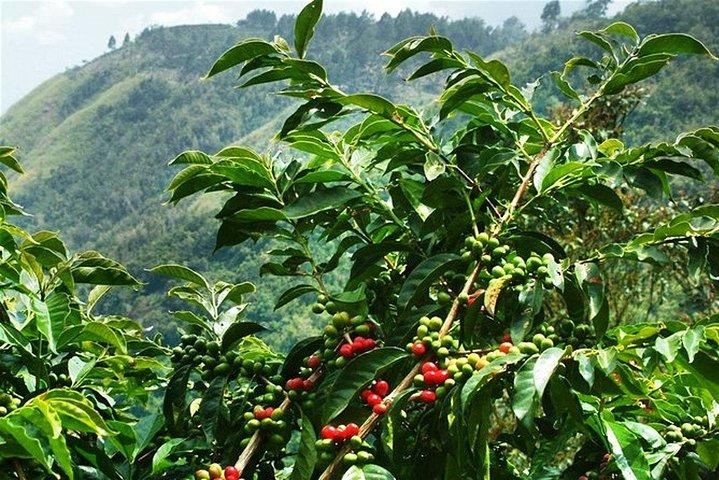 Blue Mountains Coffee Private Tour from Kingston