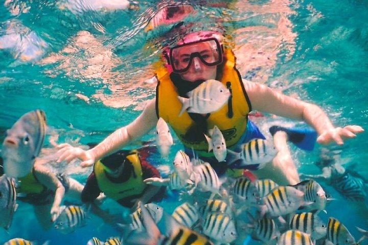 Snorkel and swim in Cozumel el Cielo Reef, Palancar and Colombia
