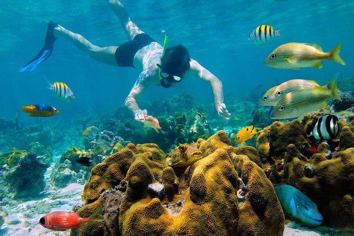 Snorkel and swim in Cozumel el Cielo Reef, Palancar and Colombia