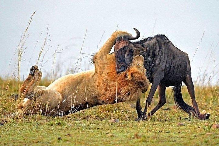 7-Day Safari Tour of Kenya from Nairobi with Accommodation