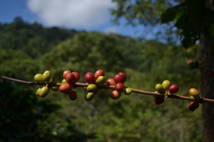Private La Victoria Coffee Tour – Waterfalls & Minca