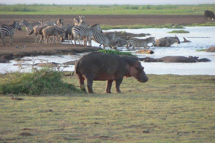 3-Day Tanzania Group Joining Safari