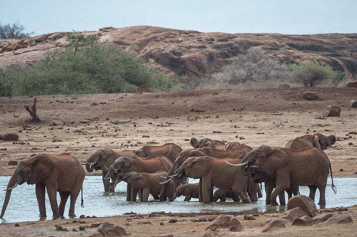 4 Days Wildlife Safari in Amboseli and Tsavo