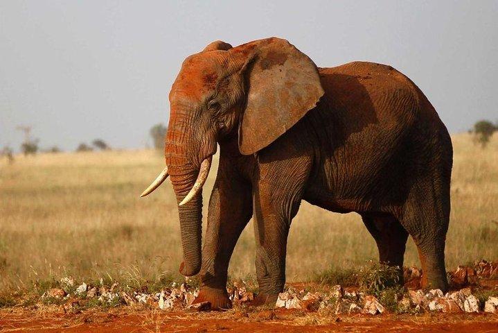 4 Days Wildlife Safari in Amboseli and Tsavo