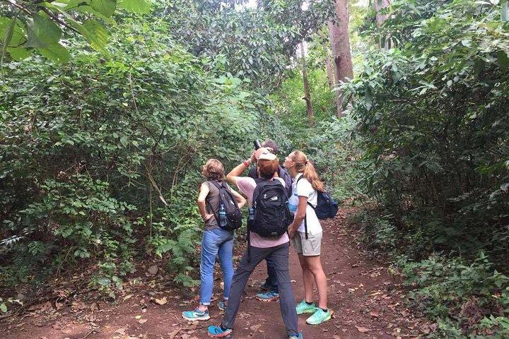 Full-Day Moshi Private Forest Walk and Local Market Tour