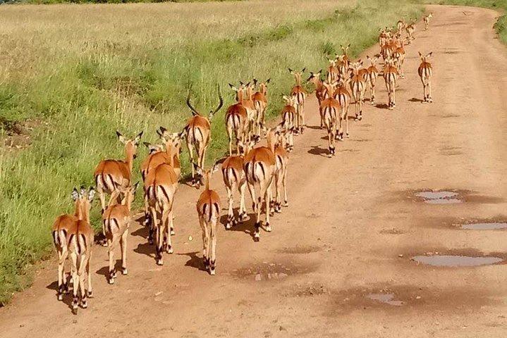 5-Day Crescent Island, Hell’S Gate, Naivasha, Amboseli National Park
