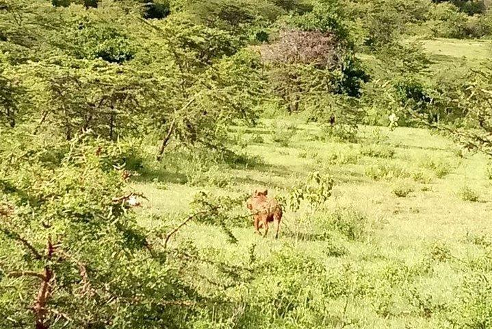 5-Day Crescent Island, Hell’S Gate, Naivasha, Amboseli National Park