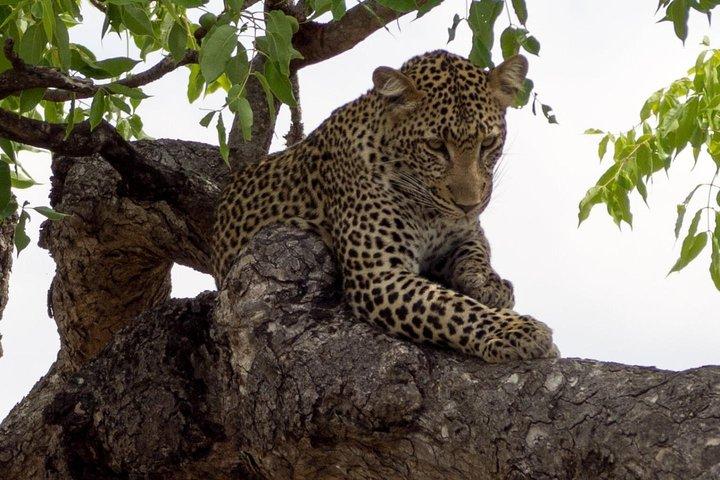 10-Day Northern Tanzania Wildlife Experience