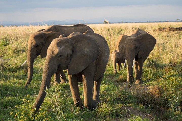 10-Day Northern Tanzania Wildlife Experience