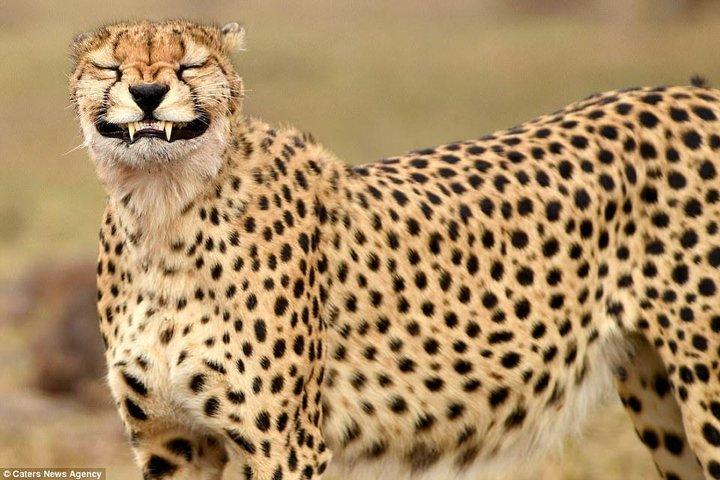 5-Day Maasai Mara and Lake Nakuru Safari