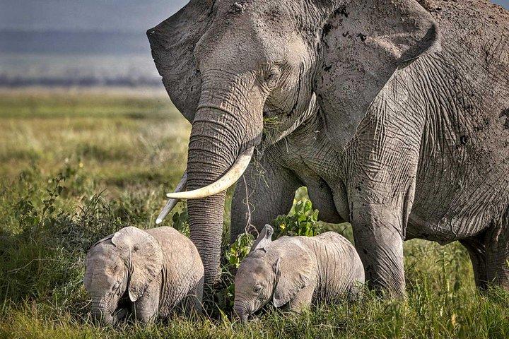 3 Days of Camping Bliss in Serengeti and Ngorongoro Crater