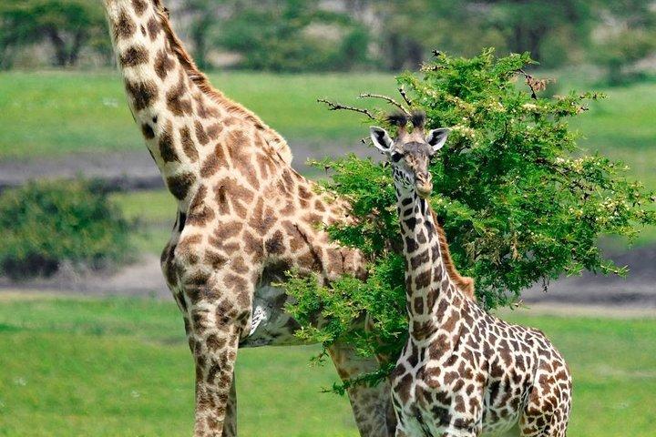 A Day Trip Safari To Tarangire National Park