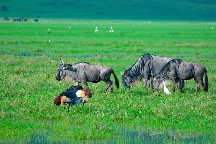 A Day Trip Safari To Tarangire National Park