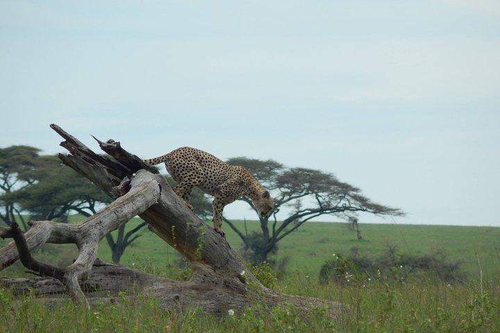 7 Days Mid-Range Lodge Safari To Lake Manyara, Serengeti, Ngorongoro & Tarangire