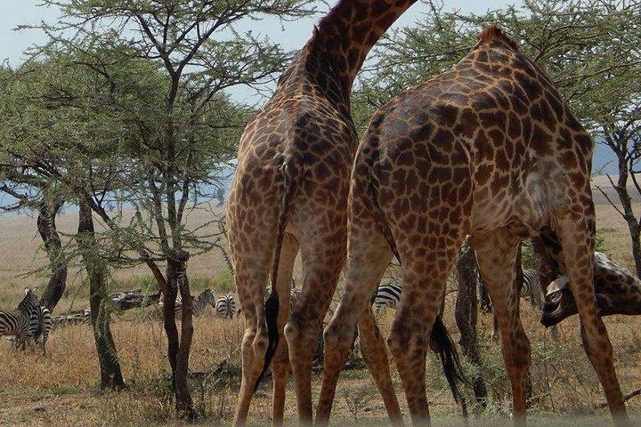 7 Days Mid-Range Lodge Safari To Lake Manyara, Serengeti, Ngorongoro & Tarangire