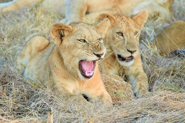 5 Days Luxury Lodge Safari To Lake Manyara / Tarangire, Serengeti & Ngorongoro.