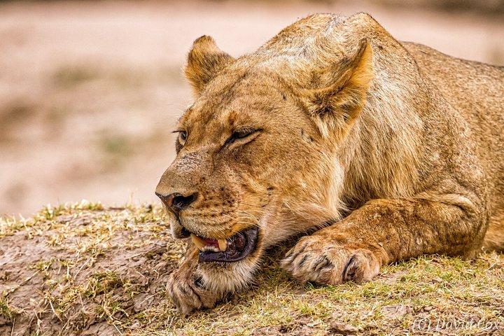 5 Days Luxury Lodge Safari To Lake Manyara / Tarangire, Serengeti & Ngorongoro.