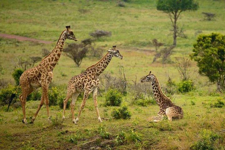 2 Days Luxury Lodge Safari To Tarangire / Lake Manyara & Ngorongoro Crater