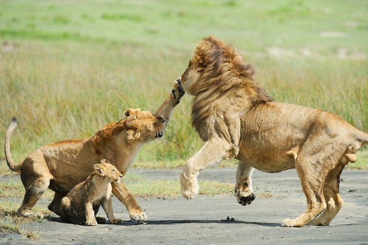 Tanzania Family Holiday; 8-Days Lodge Safari