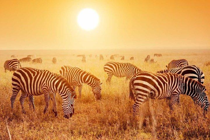 Tanzania Family Holiday; 8-Days Lodge Safari