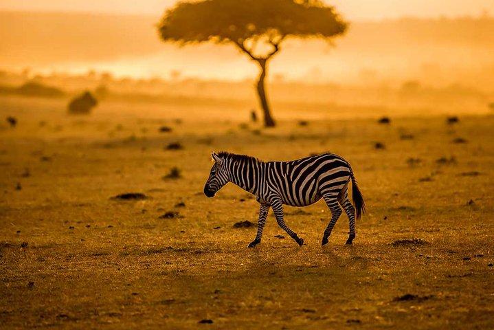 Tanzania Family Holiday; 8-Days Lodge Safari