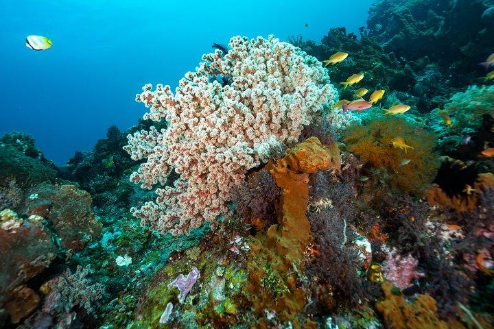 Snorkeling in Menjangan Marine Park - Discover abundant marine life of Pemuteran
