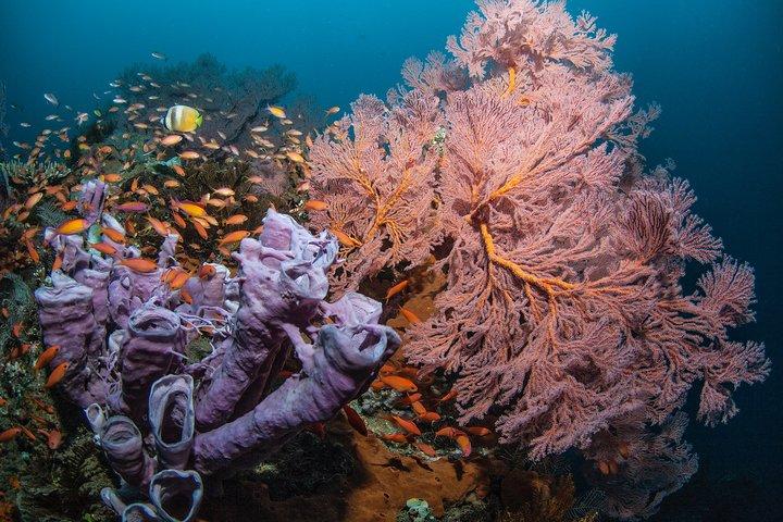 Snorkeling in Menjangan Marine Park - Discover abundant marine life of Pemuteran