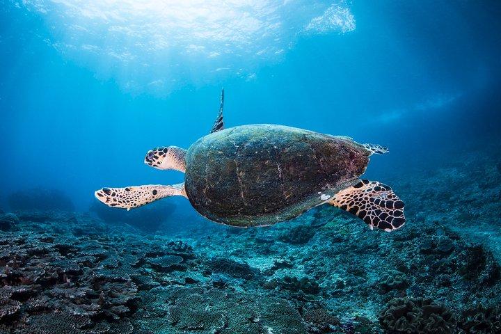 Snorkeling in Menjangan Marine Park - Discover abundant marine life of Pemuteran