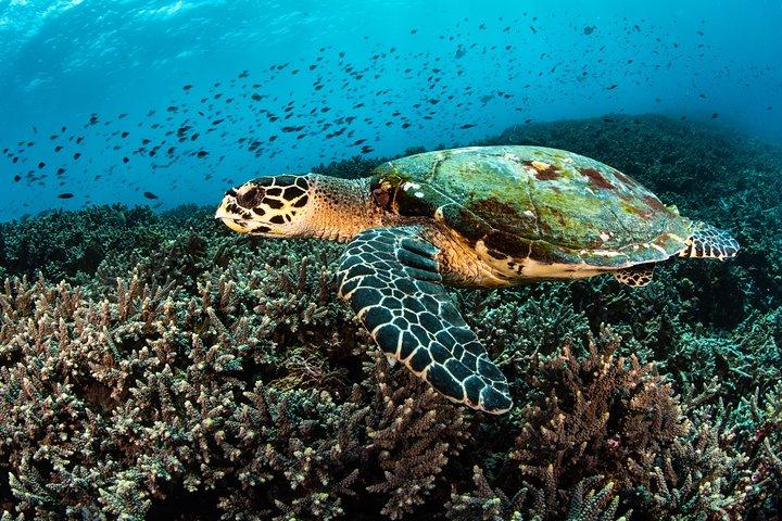 Snorkeling in Menjangan Marine Park - Discover abundant marine life of Pemuteran