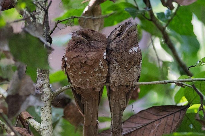 Sinharaja Bird Watching Day Tour from Colombo