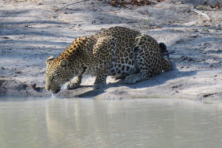 1 Day Moremi Game Drive Safari, guided