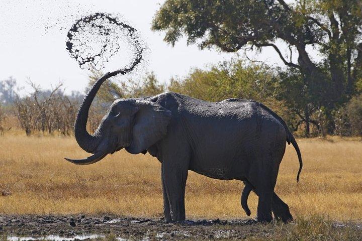 3 Day Wilderness Trail: Moremi, Khwai & East Okavango Delta - WildCamping Safari