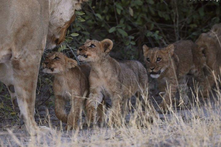 3 Day Wilderness Trail: Moremi, Khwai & East Okavango Delta - WildCamping Safari