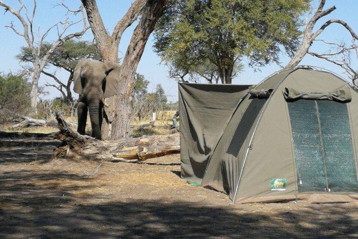 3 Day Wilderness Trail: Moremi, Khwai & East Okavango Delta - WildCamping Safari