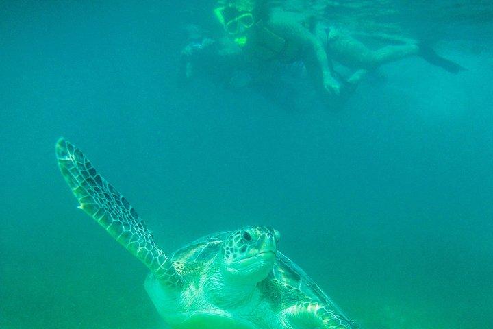 Marine Turtle Snorkeling Private Tour