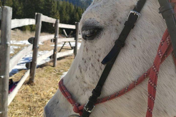 Horse Riding in the Heart of the Rhodope Mountains