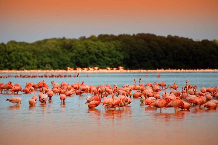 Colonial City of Valladolid, Pink Waters of Las Coloradas and Pink Flamingos