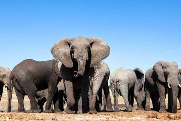 CAPE TOWN TO ADDO ELEPHANTS - Chauffeur Drive Tour: 6 Days