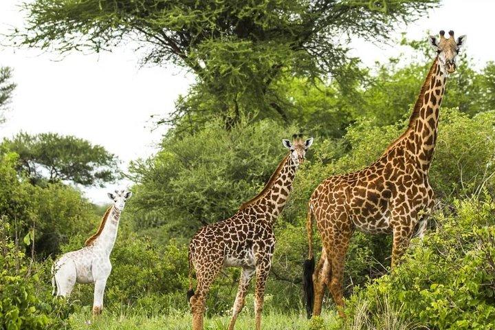 The Northern Tanzania Adventure