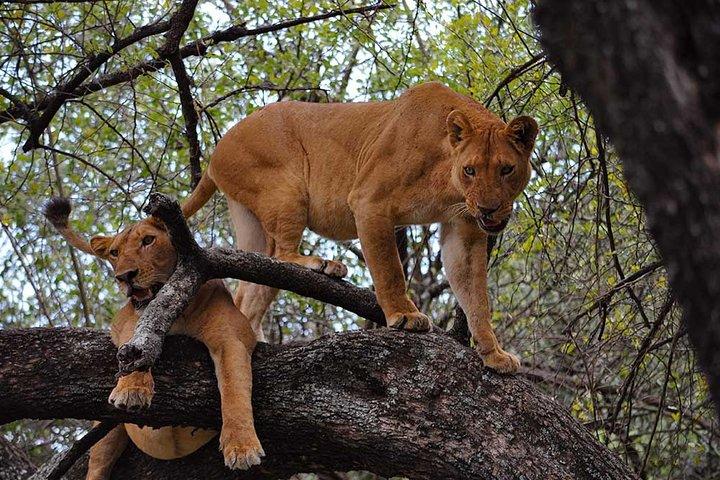The Northern Tanzania Adventure