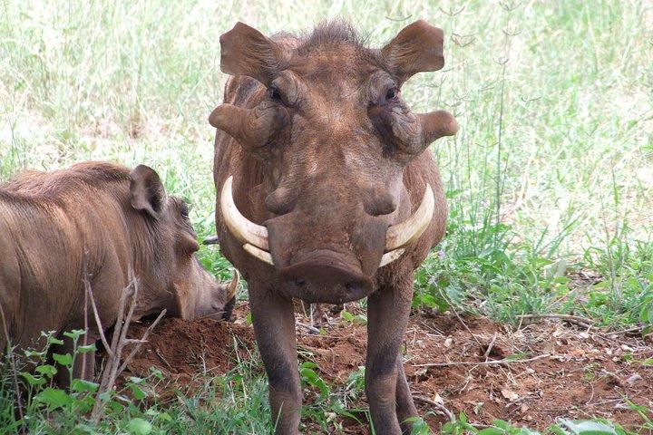 3 Days Tsavo East & West Safari.
