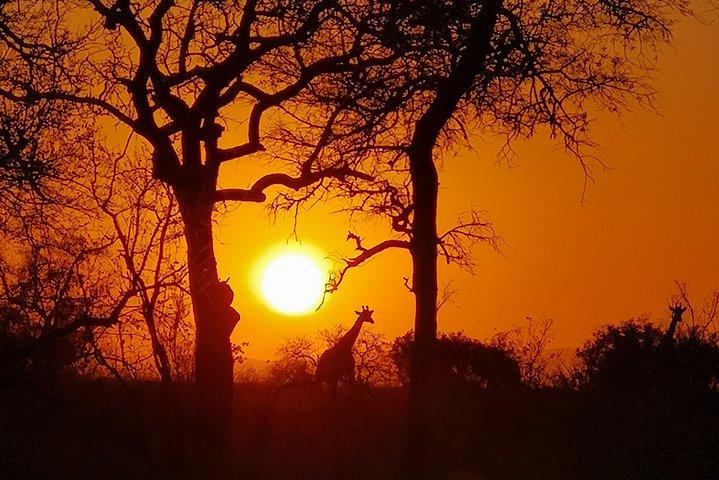 Kruger National Park - Sunset Safari trip.
