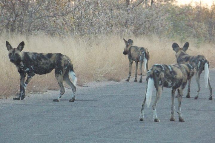 Kruger National Park - Sunset Safari trip.