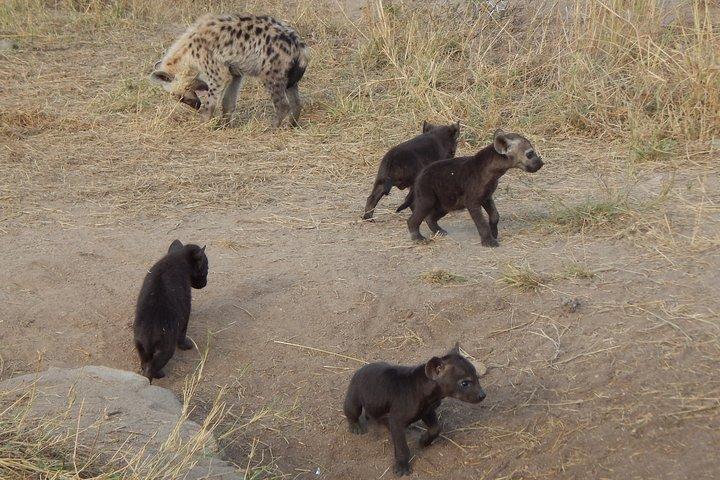 Kruger National Park - Sunset Safari trip.