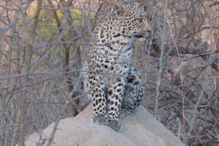 Kruger National Park - Sunset Safari trip.